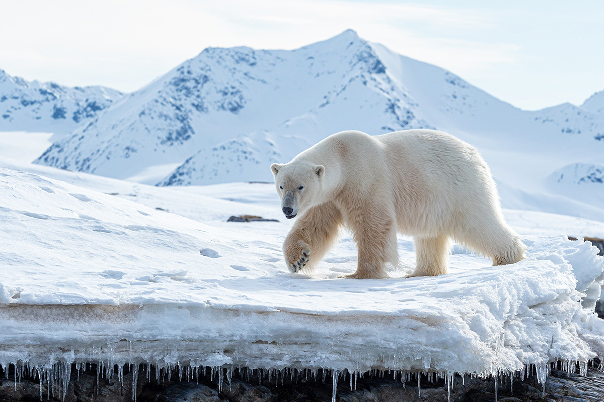 Svalbard expedition photo