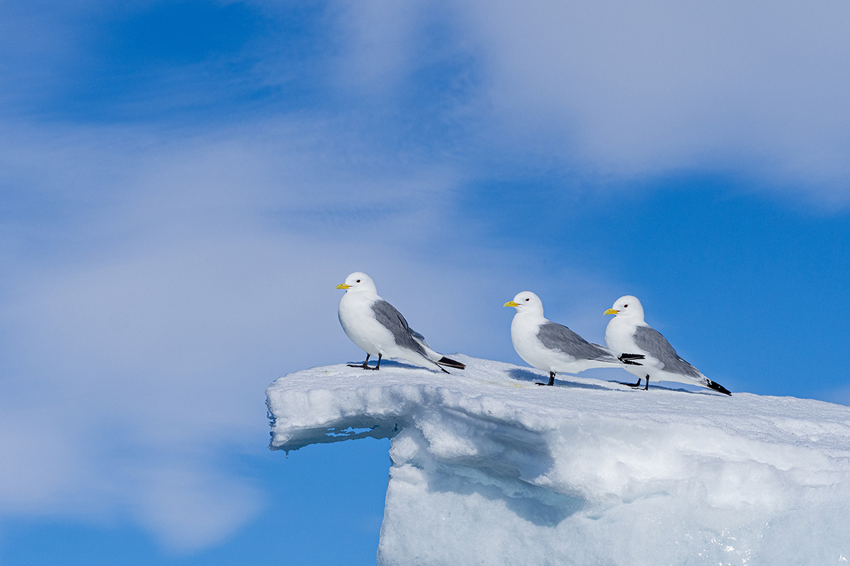 Svalbard expedition photo