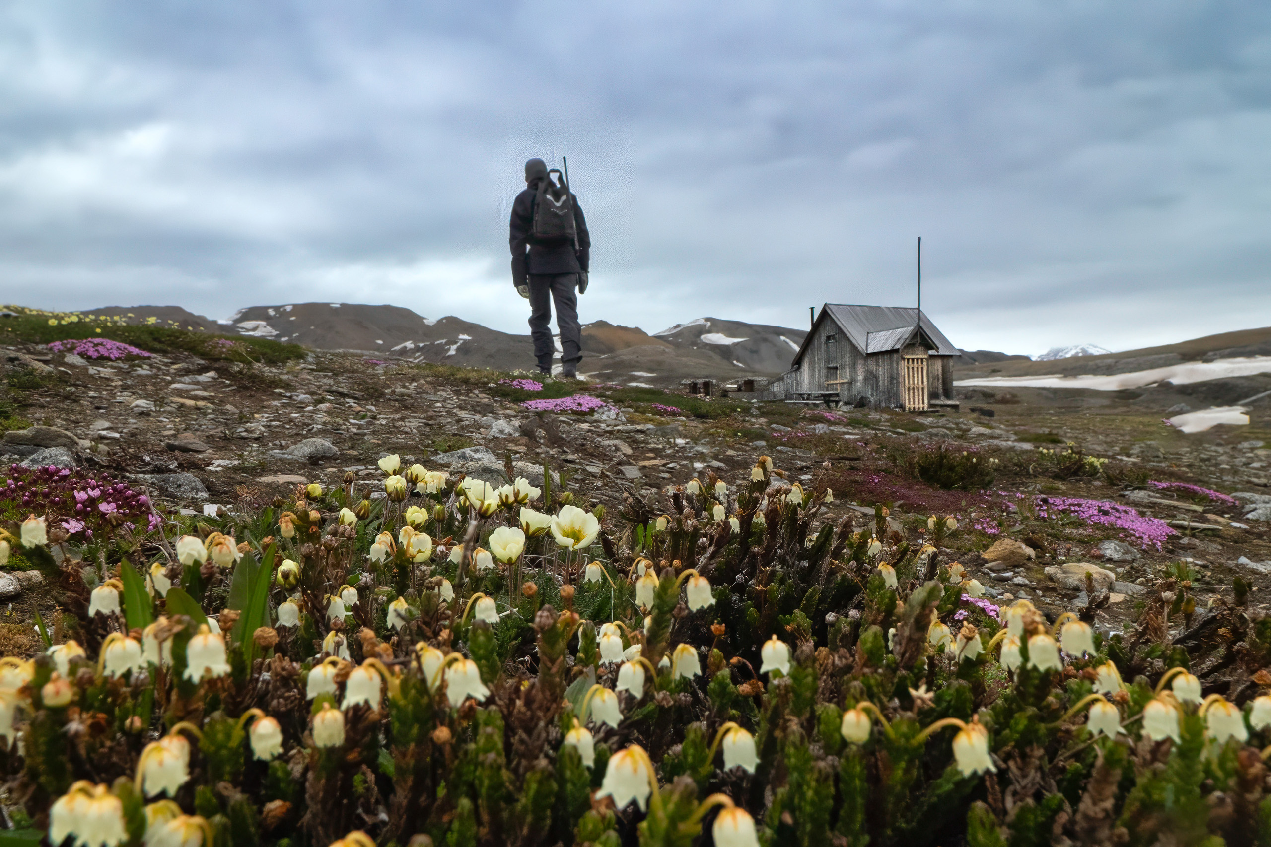Figure among Arctic wildflowers below an old station hut