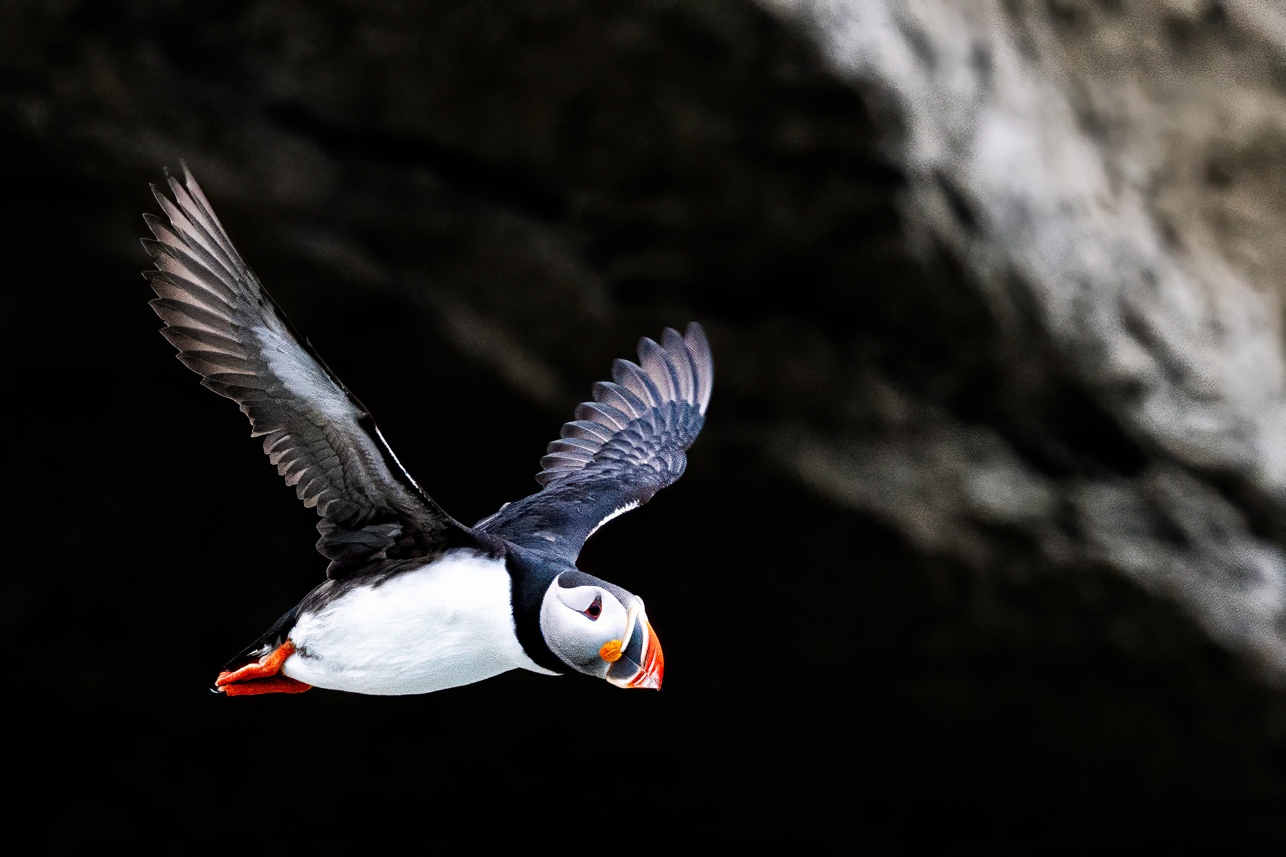 Atlantic puffin in flight against a dark cliff