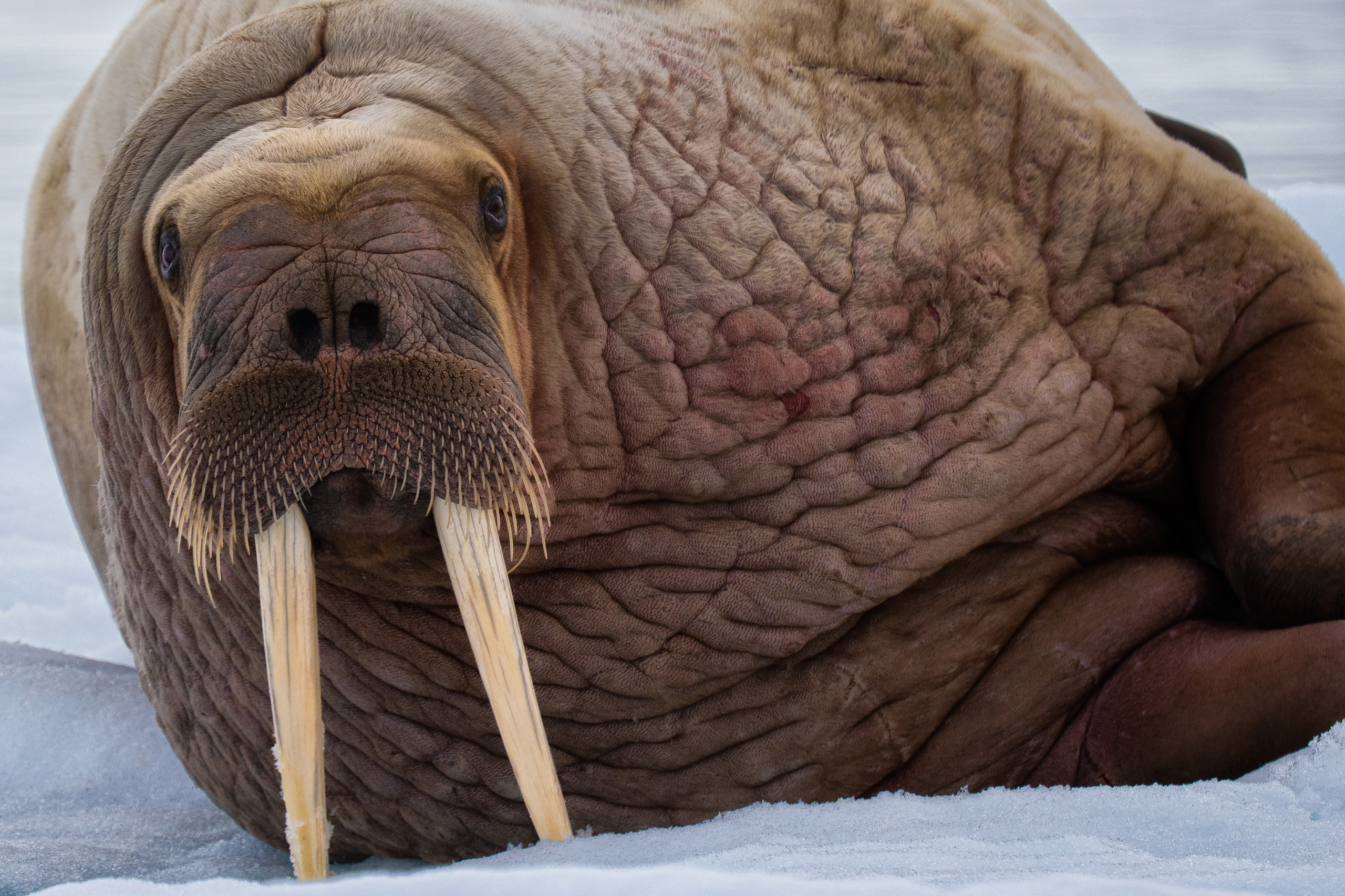 Close-up of a walrus with full tusks