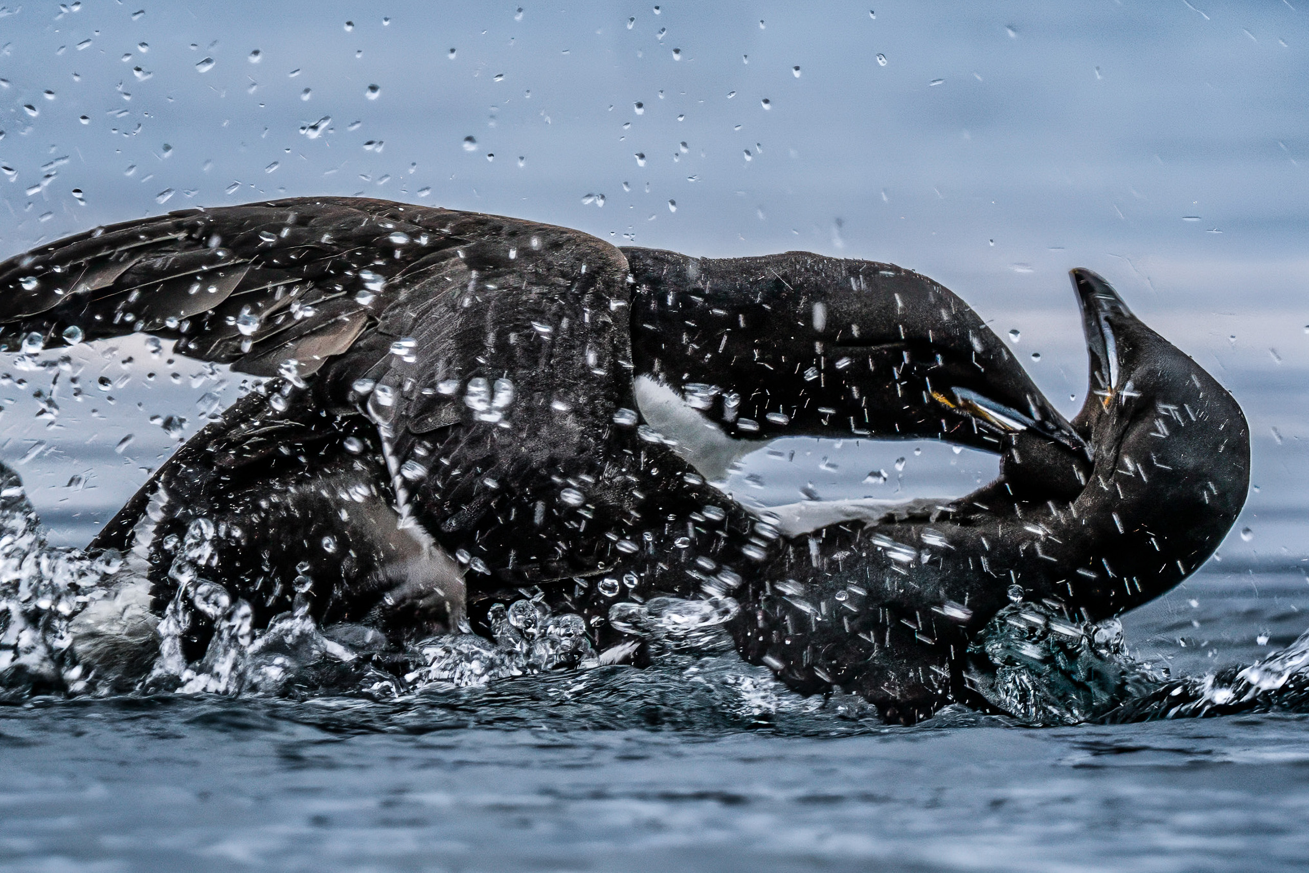 Walrus rolling in a burst of spray