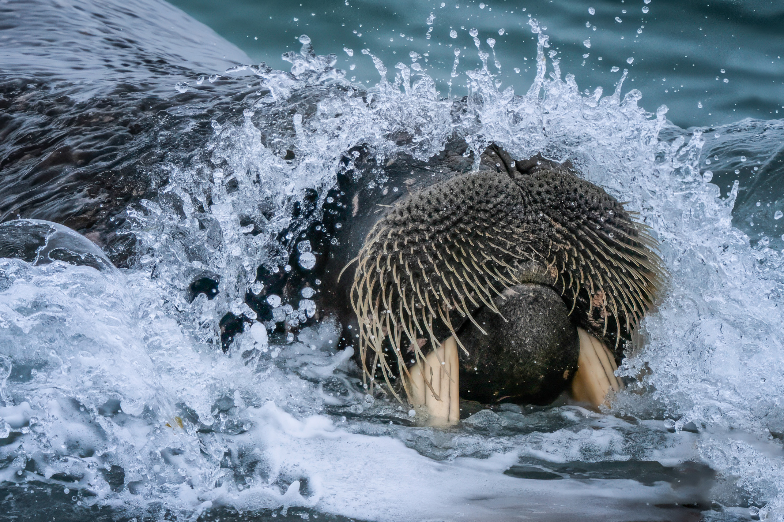 Seabird bathing in breaking water
