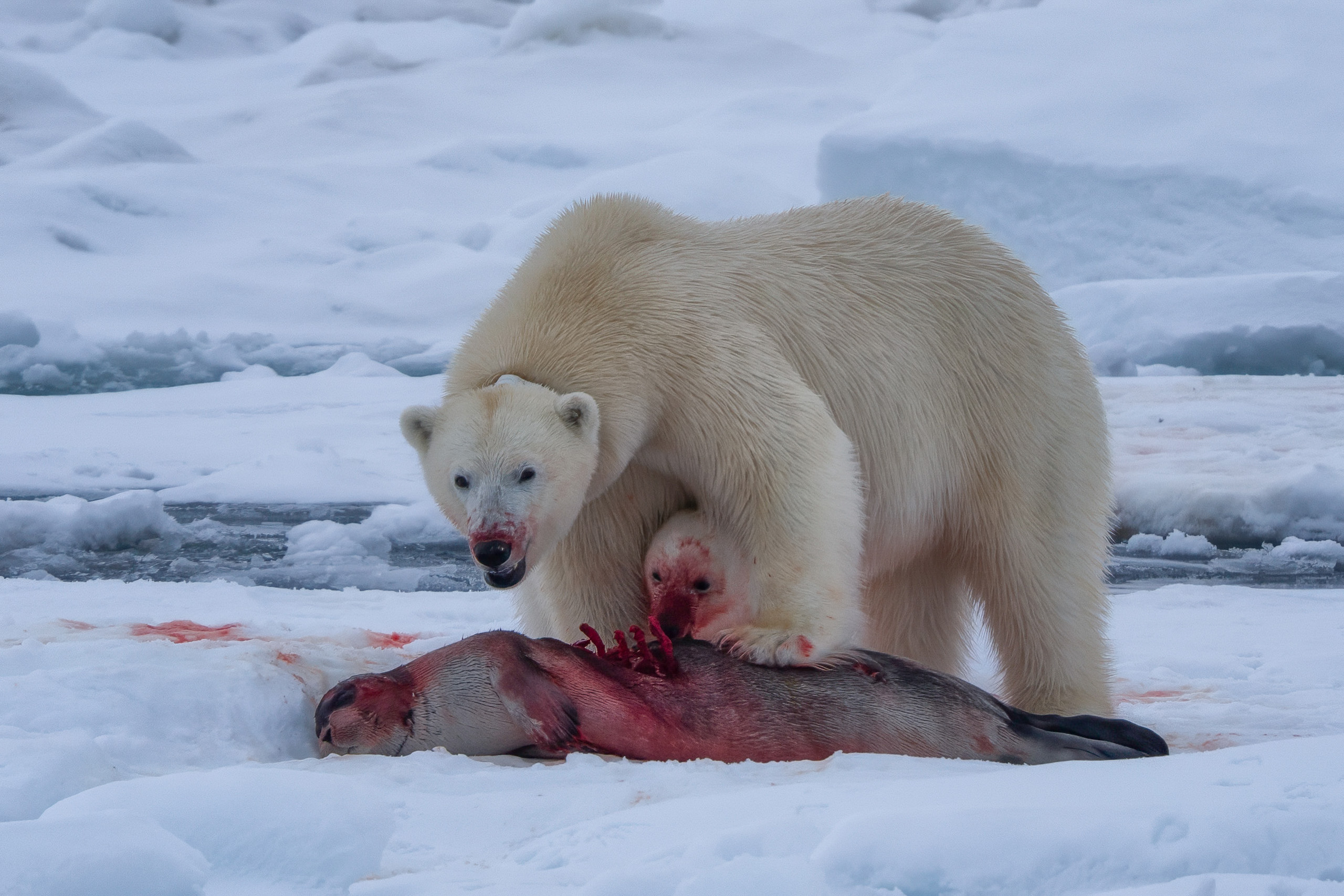 Polar bear on the sea ice with a seal kill