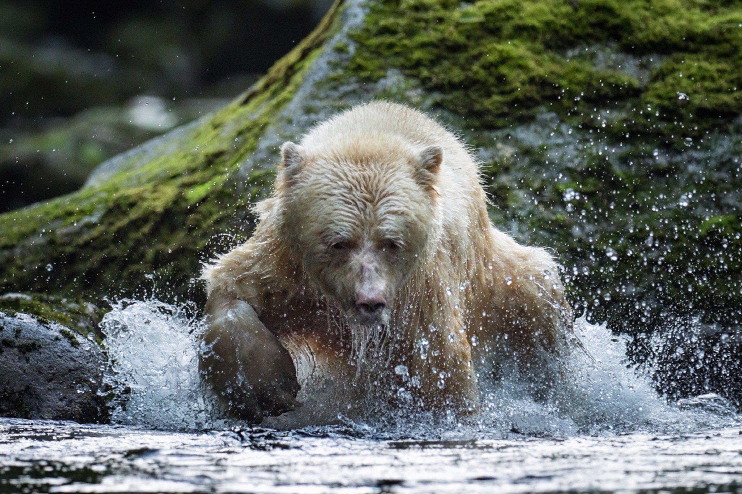 Arctic landscape at dawn