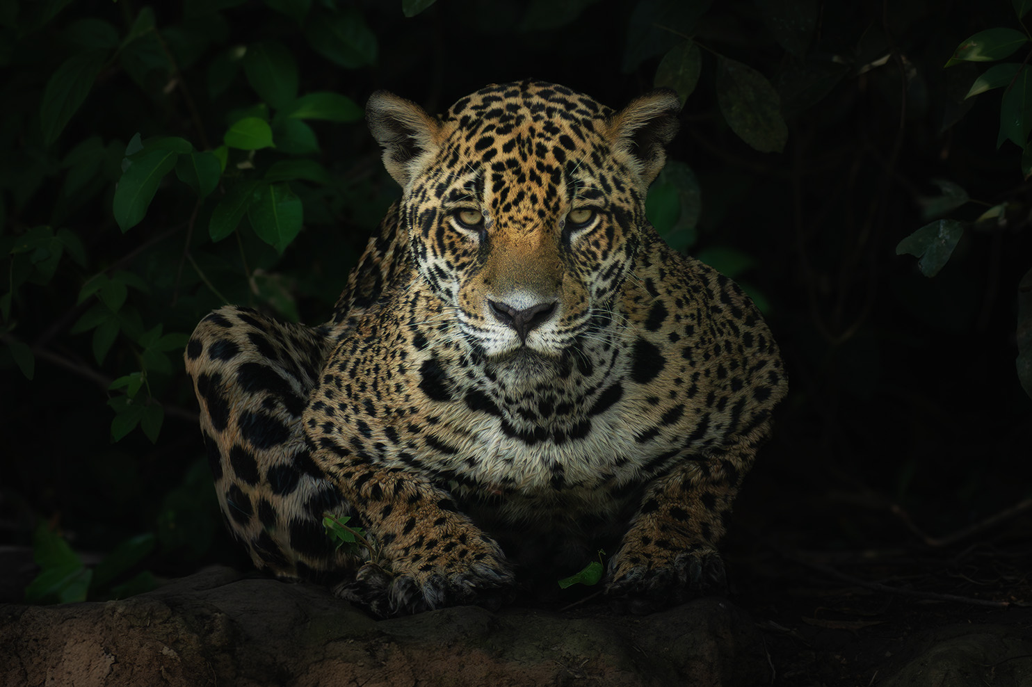 Safari field session