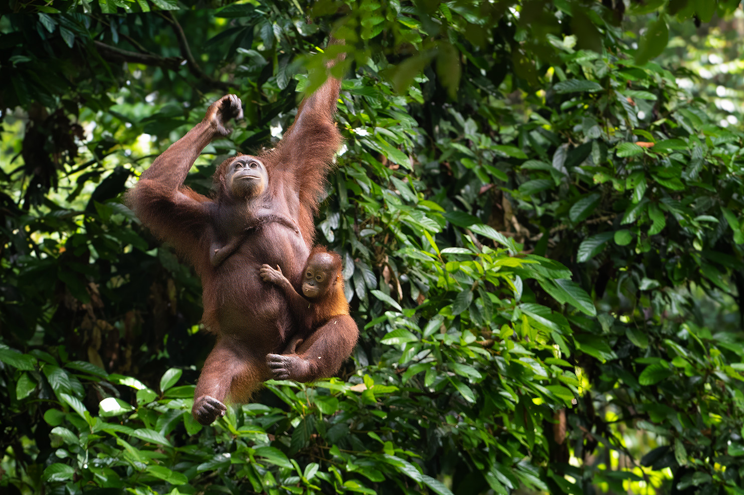 Polar expedition, low light