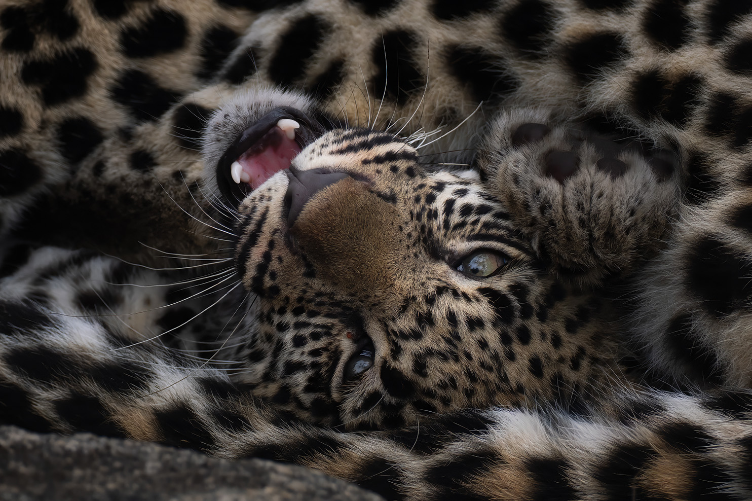 Kalahari dunes at first light