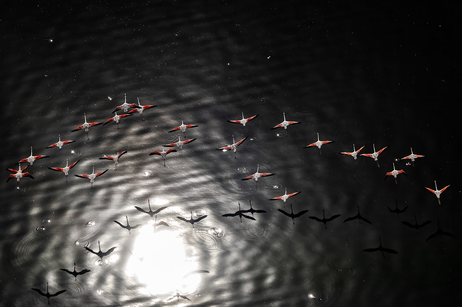 Wildlife action sequence