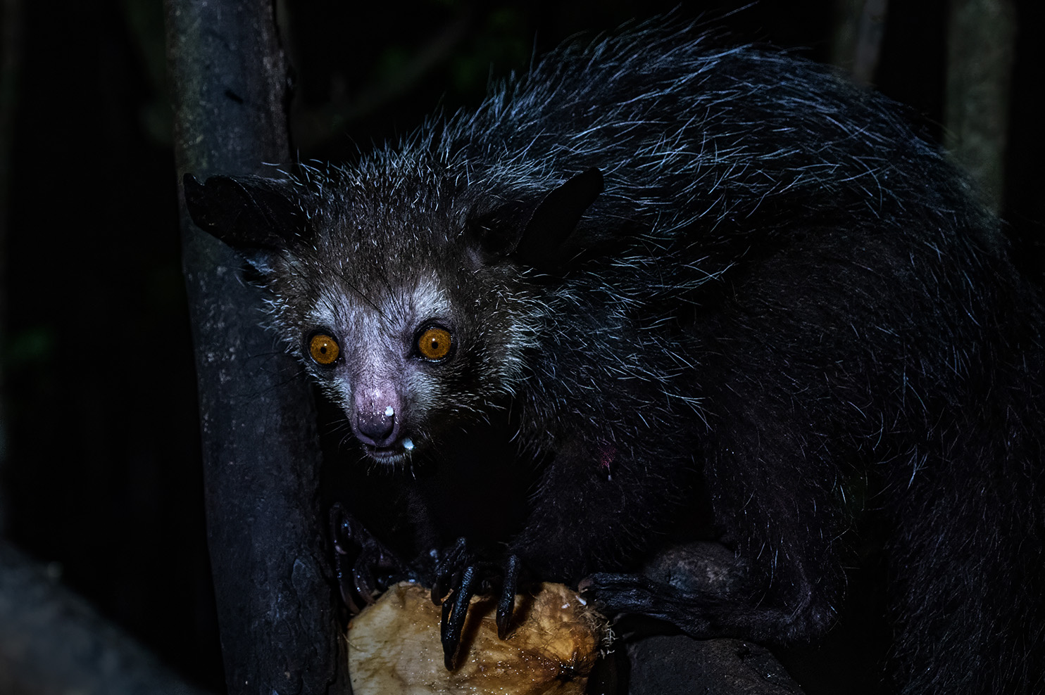 East Africa bush camp