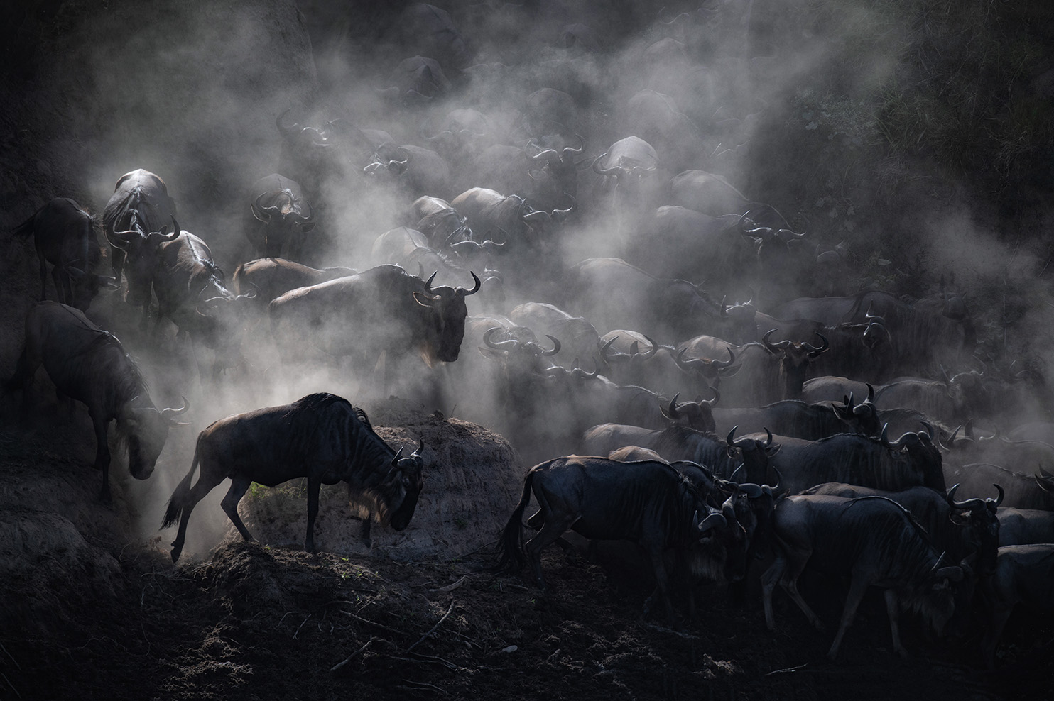 Coastal wildlife, early light