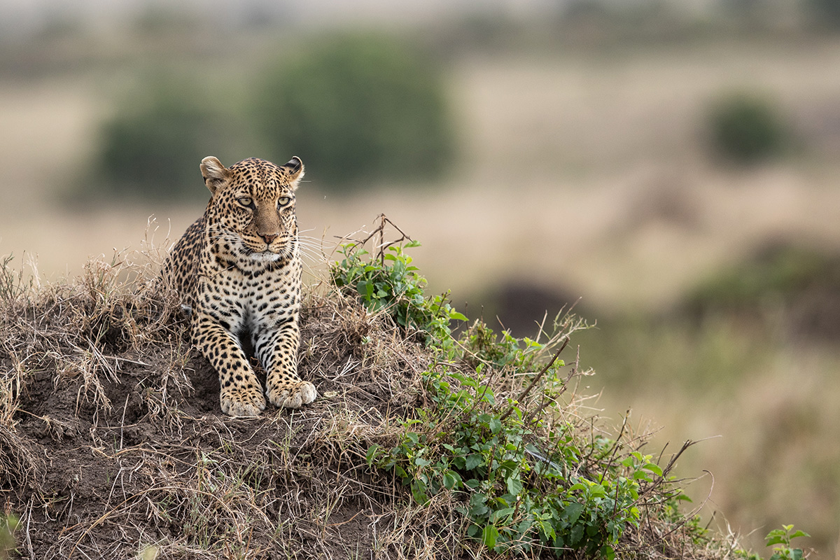 A leopard resting on a termite mound in the Masai Mara