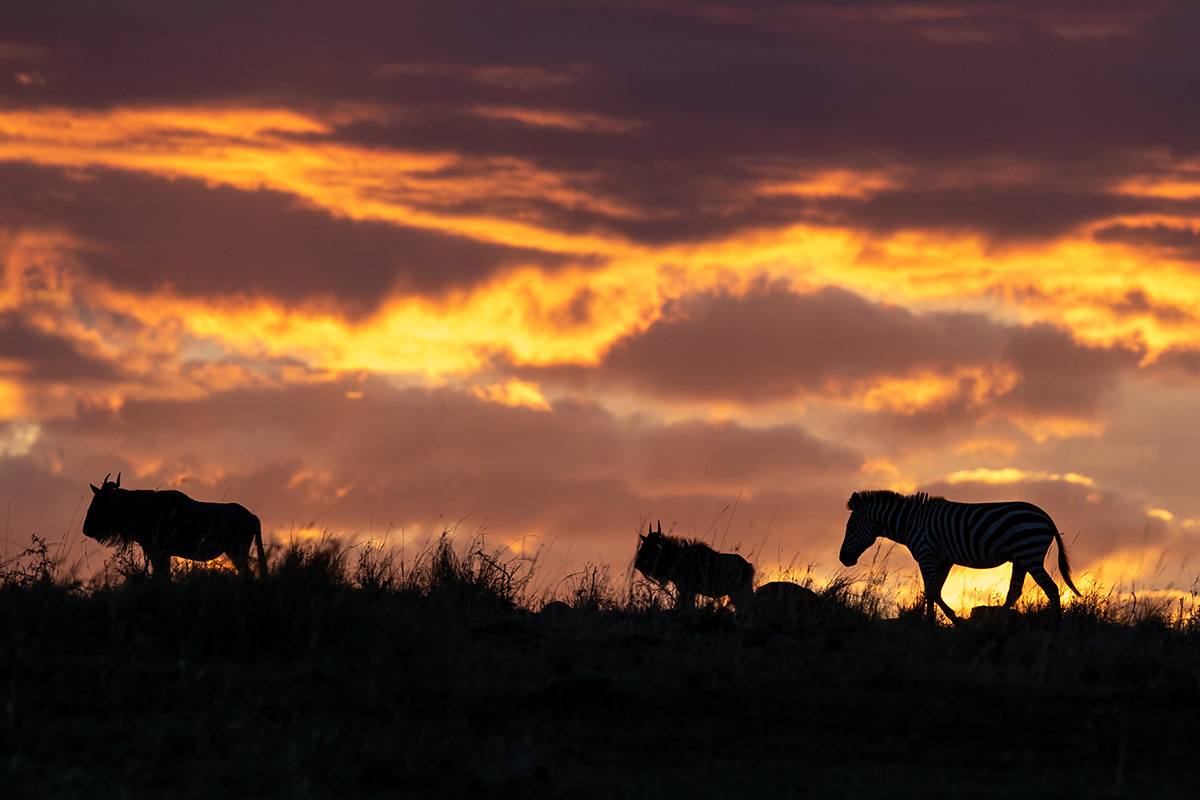 Wildebeest and a zebra silhouetted against a burning sunset sky