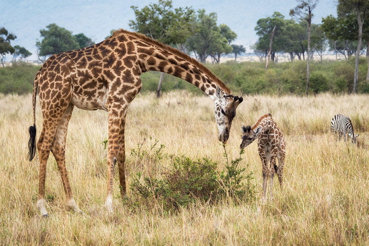 A giraffe bending down to its calf in the long grass