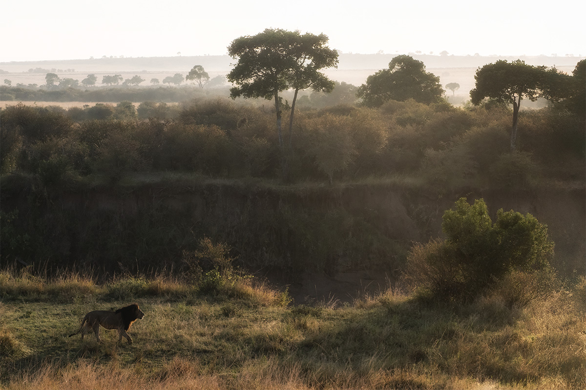 A male lion walking the riverbank at first light