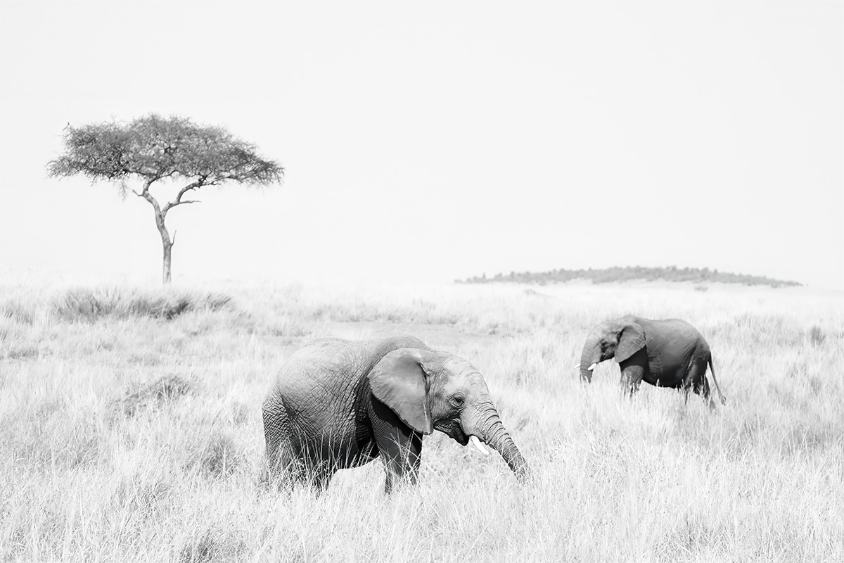 Two elephants and a lone acacia in high key black and white