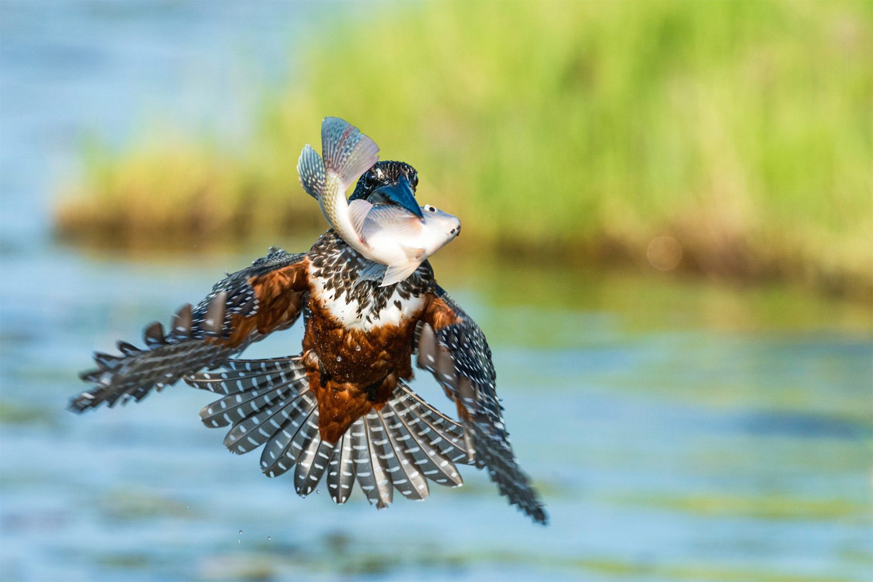 A giant kingfisher in flight, carrying a fish, wings spread over soft green and blue water