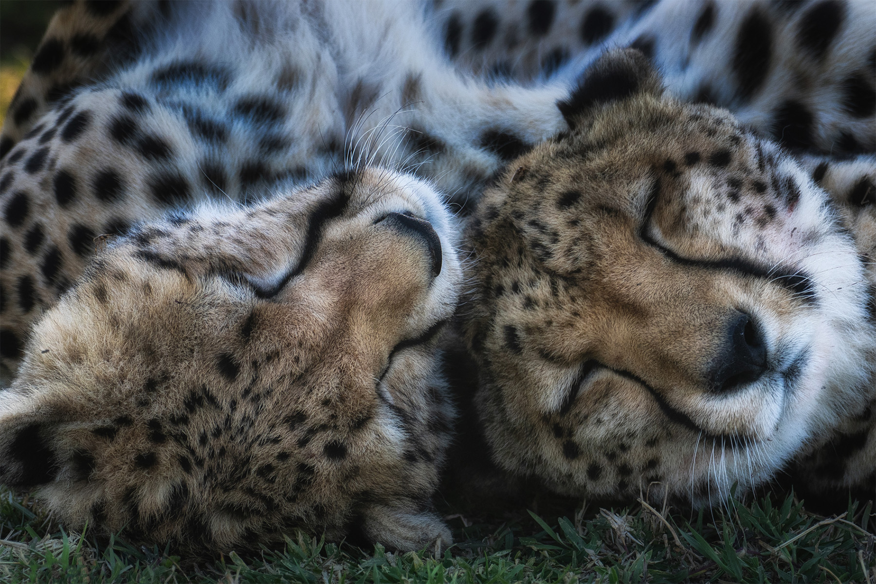 Two cheetahs asleep with their heads together in the grass