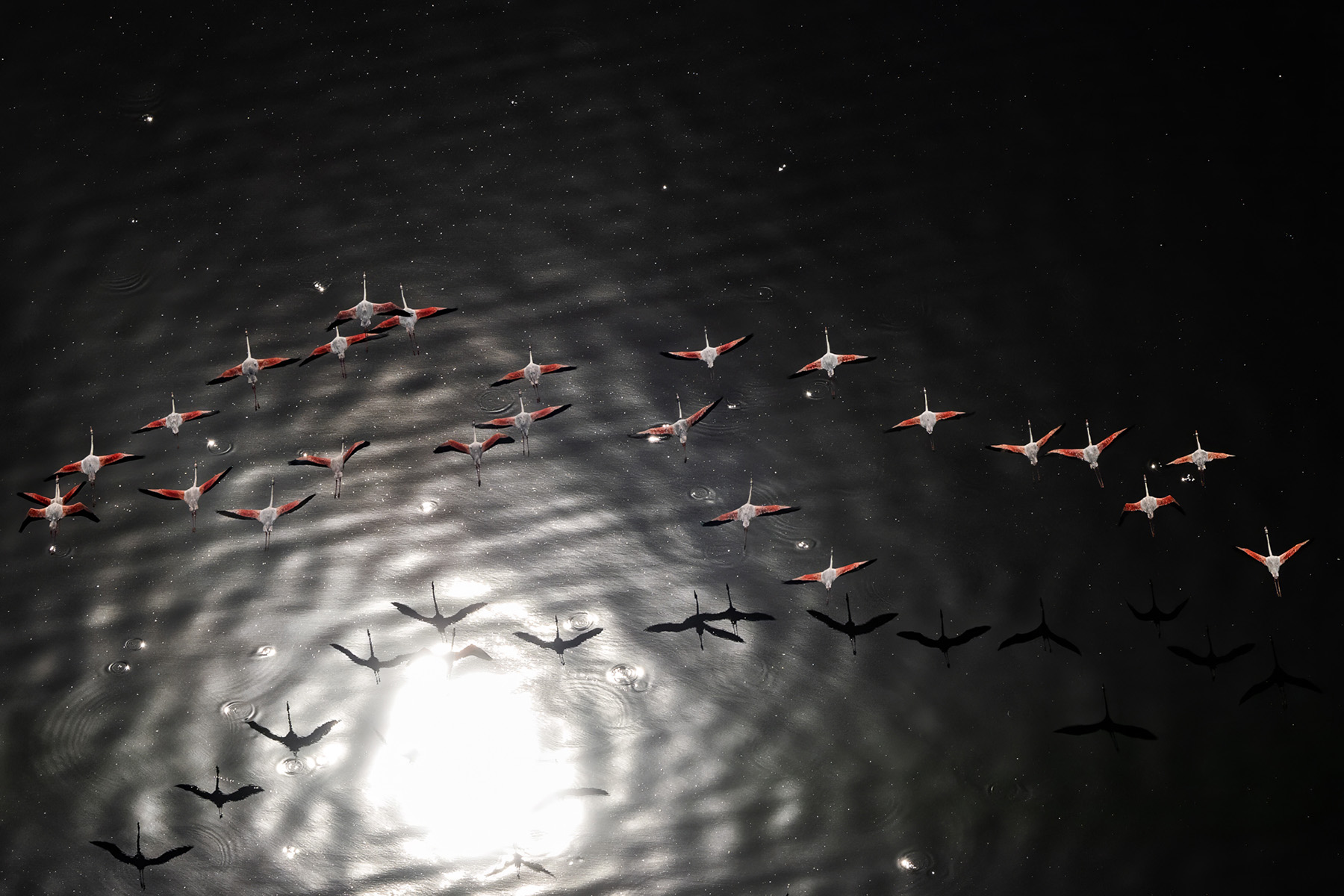 Flamingos flying over dark water, their shadows and a bright reflected sun below them