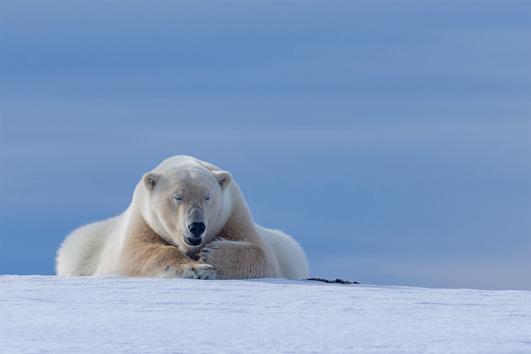 A polar bear resting on the snow beneath a deep blue sky