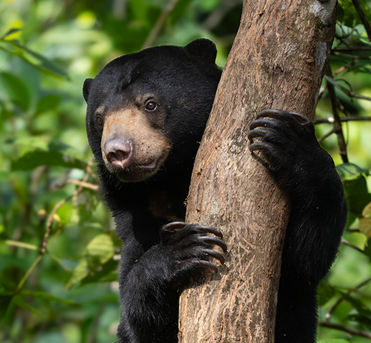 PVT Borneo Photo Tour July 2027