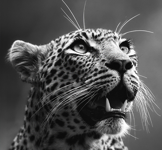 Mashatu, Botswana
