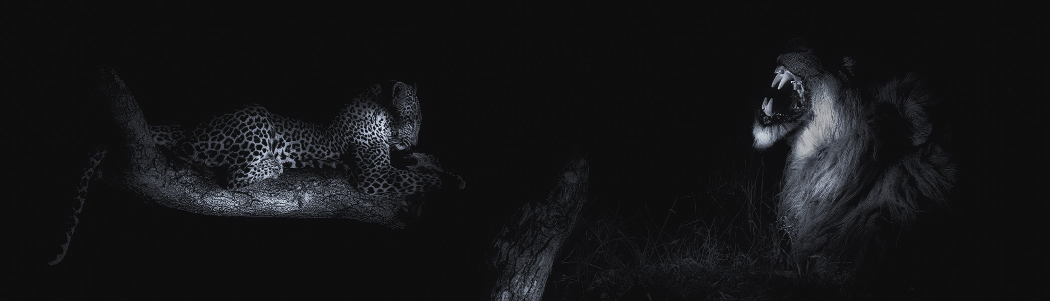 A lion calling in the dark, lit only along the mane.