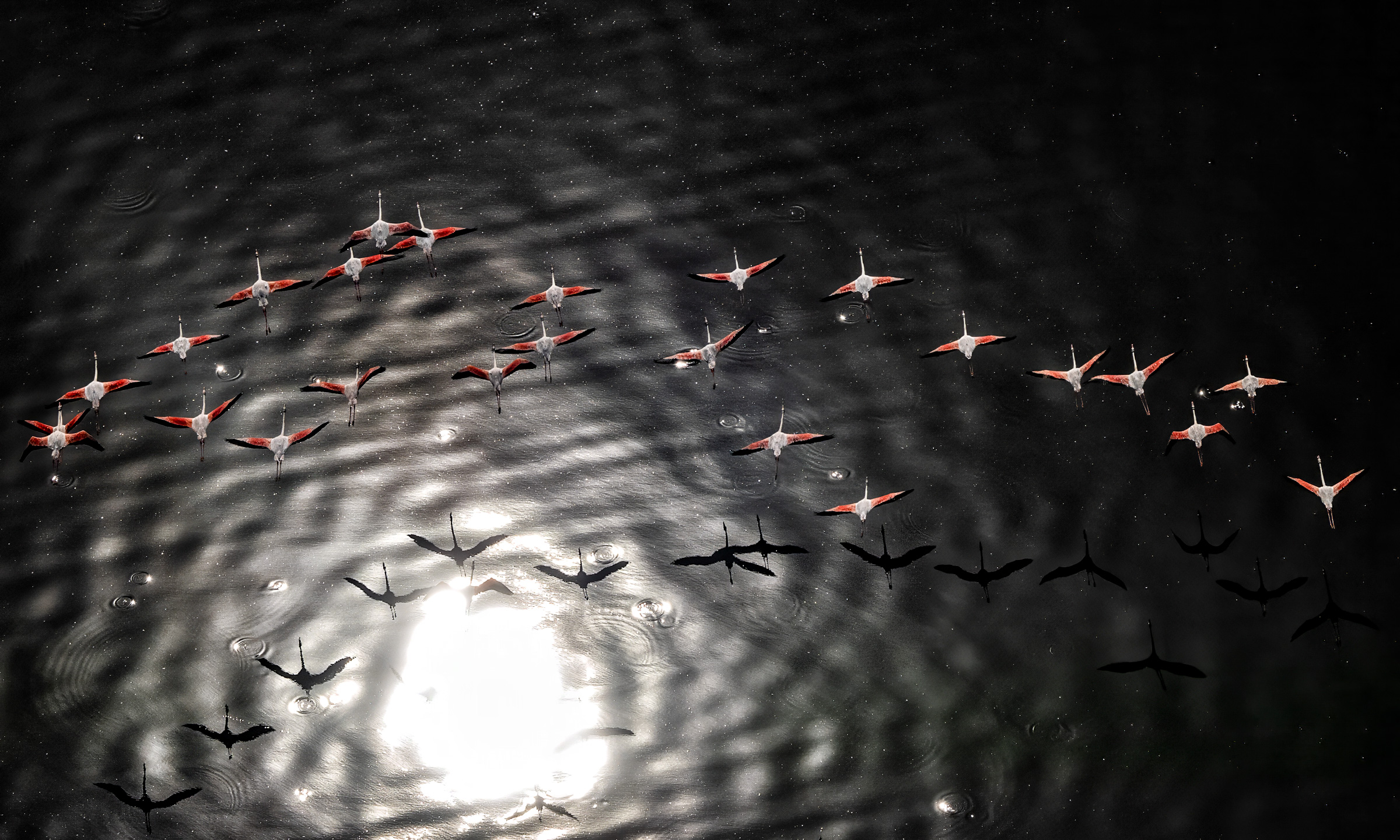 Flamingos flying low across water lit by the sun, shot into the light.
