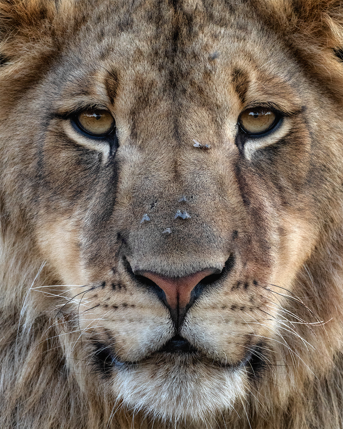 A wildlife image in colour.