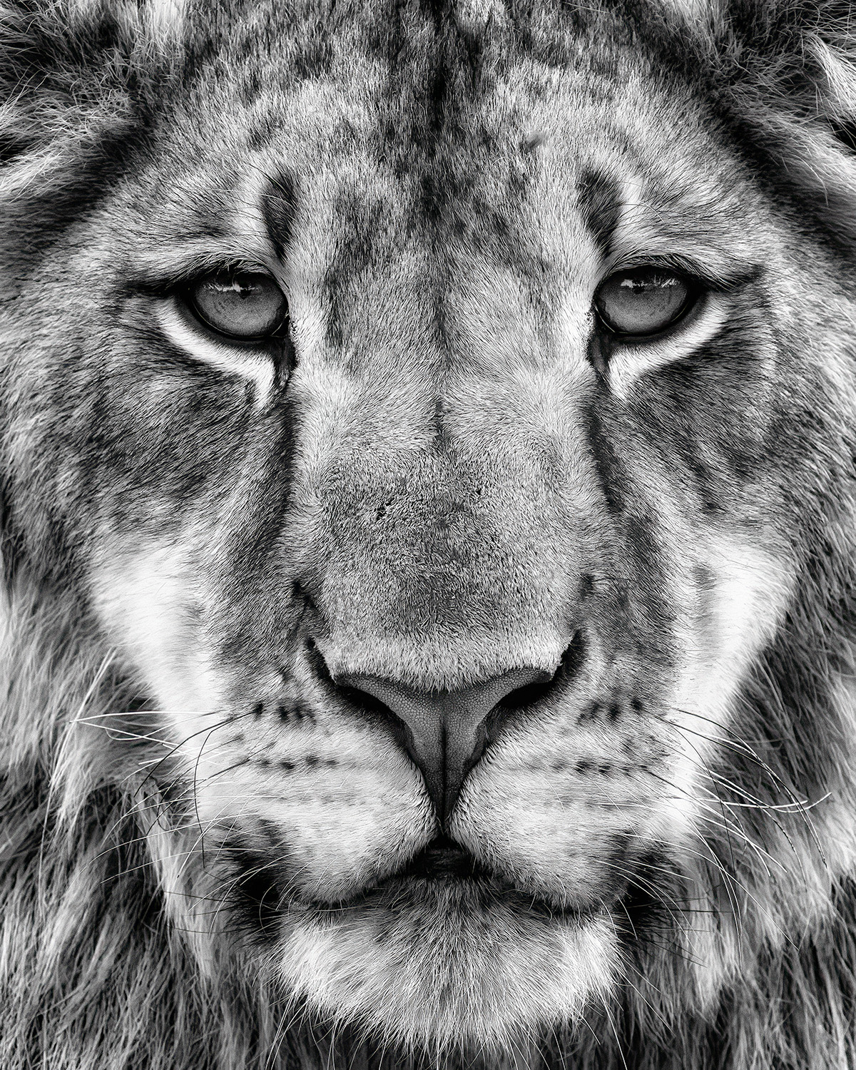 The same wildlife image in black and white.