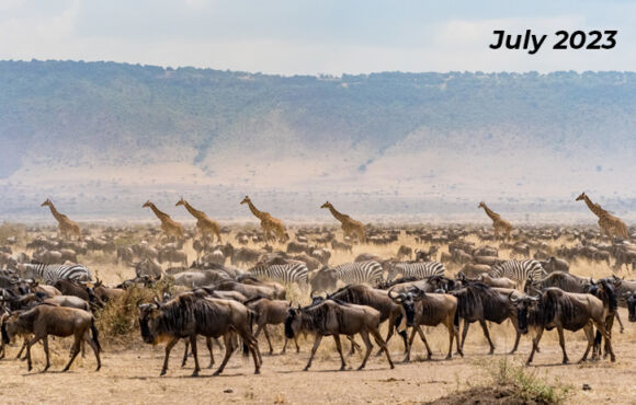 Great Migration Safari