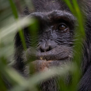 Gerry van der Walt - Uganda - Wild Eye