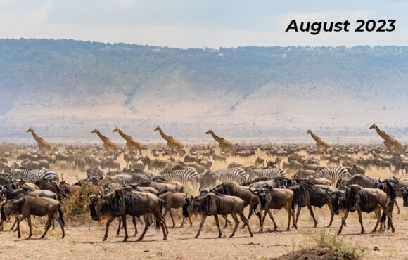 Great Migration Safari
