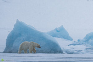 Gerry van der Walt - Arctic Expedition - Mindset & Performance Coach - Luxury Experiences