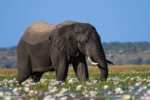 Gerry van der Walt - Arctic Expedition - Mindset & Performance Coach - Luxury Experiences